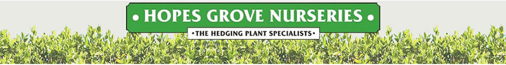 Hopes Grove Nurseries is the largest specialist grower of hedges and hedging plants in the UK, with over 70 acres of hedge plants in production.