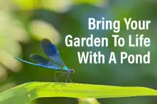 Bring your Garden to life