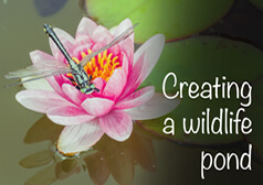 Creating A Wildlife Pond