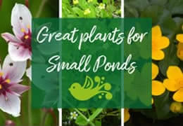 6 Great Plants for a Small Pond