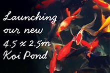 New Koi Pond for 2023 Exclusive to Garden Paradise