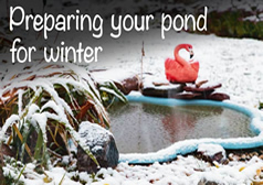 Preparing Your Pond For Winter