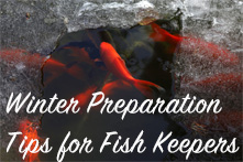 Don't Let Winter Freeze Your Pond: Preparation Tips for Every Fish Keeper