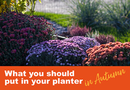 What Should You Put In Your Planter?
