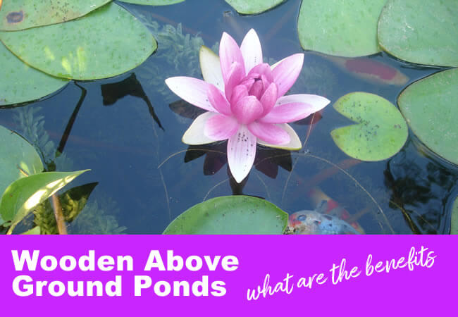 Wooden Above Ground Koi Ponds - The Benefits