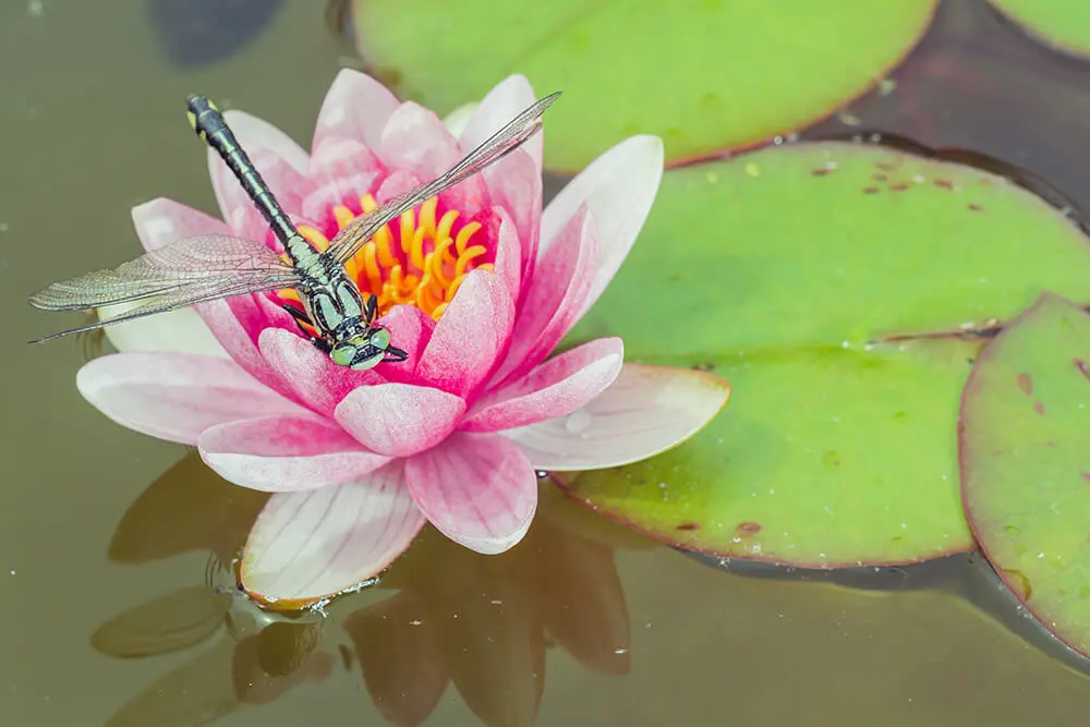 Attract Wildlife to your garden pond