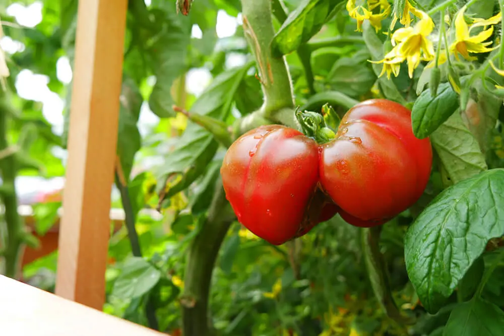 Fantastic Looking Image of Tomatoes