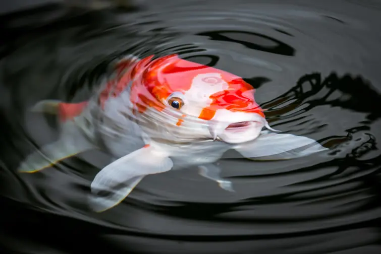 Image of Koi