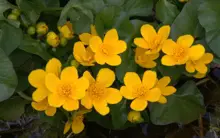 Marsh Marigold