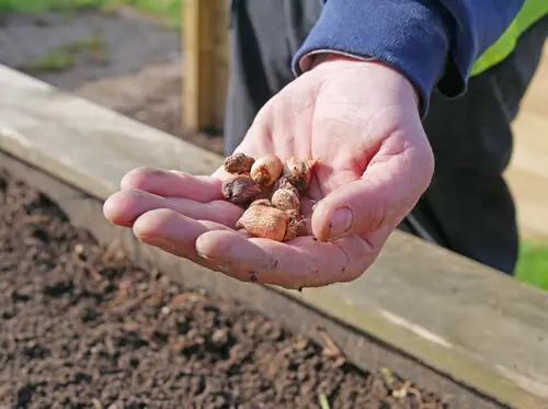 Building A Garden Paradise Raised Garden Bed