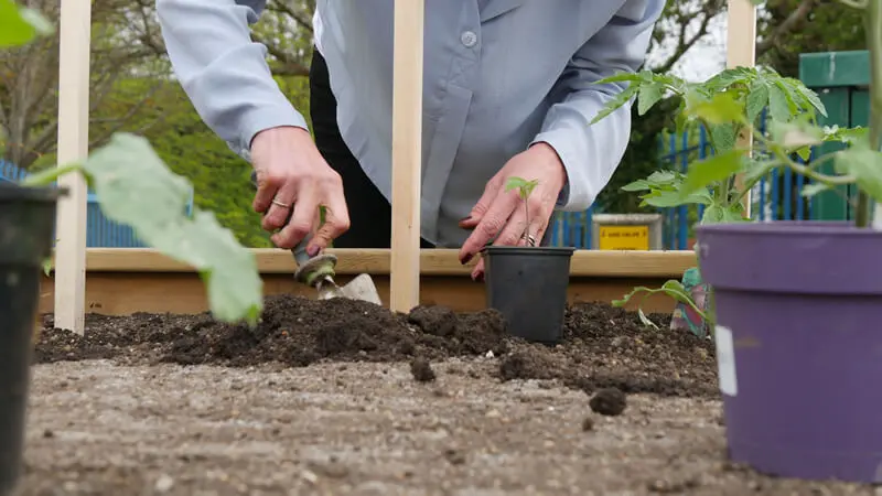 Planting your crops outside during May