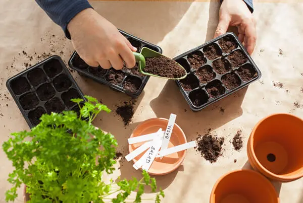 Sowing Seeds Earlier In Trays