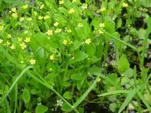 Spearwort