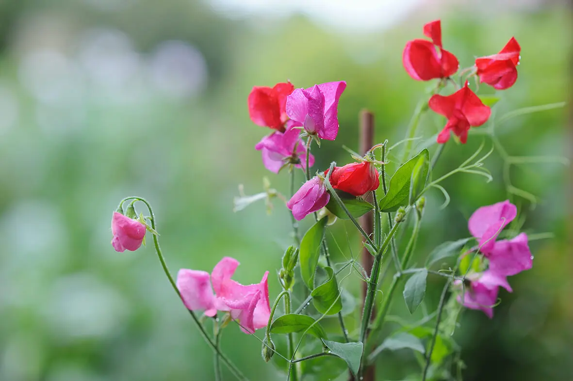 Sweet Peas