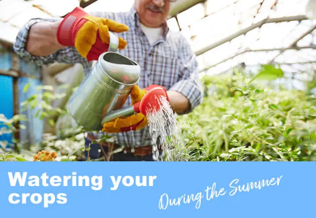 Watering all of your fantastic produce