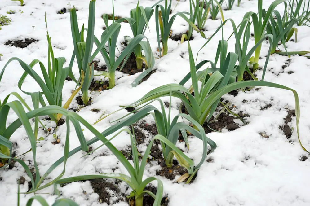 Growing during the winter months