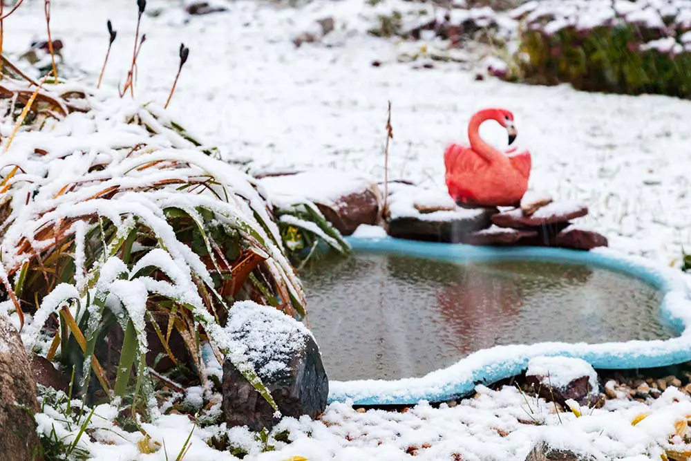 Preparing your pond for Winter