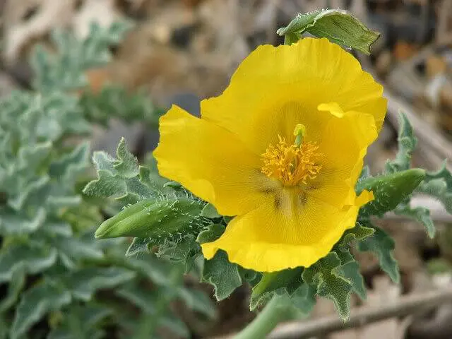 Yellow Horned Poppy