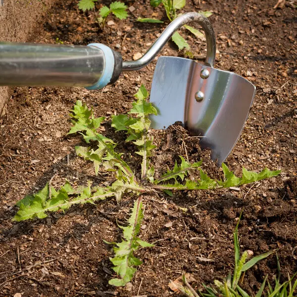 Removing unwanted weeds