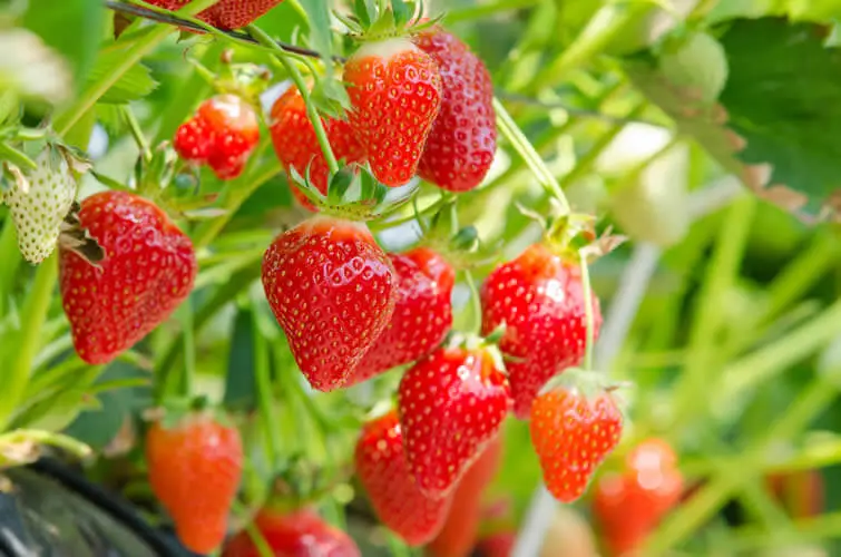 Some fantastic looking Strawberries