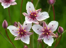 flowering rush