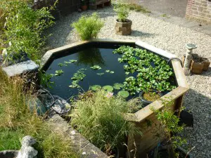 Free Standing Pond - Image 1