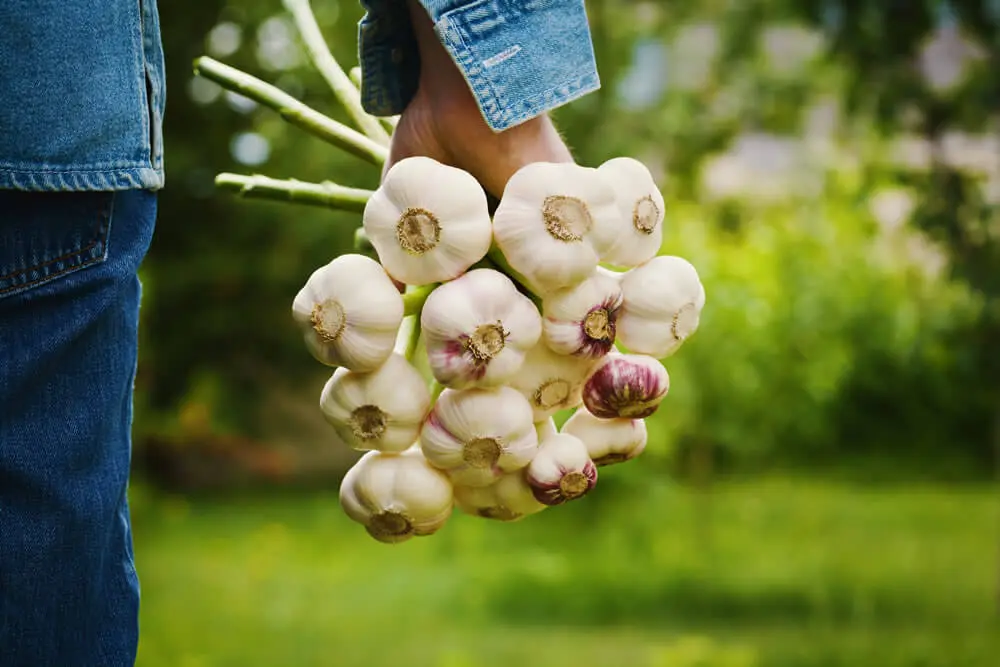 A perfect crop of Garlic