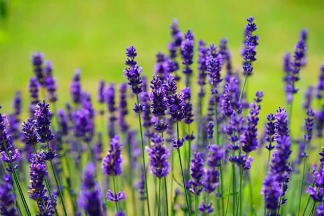 Lavender Image