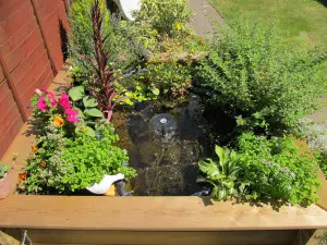 Pond and Raised Bed - Image 3