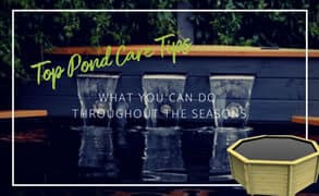 Pond care tips throughout the seasons