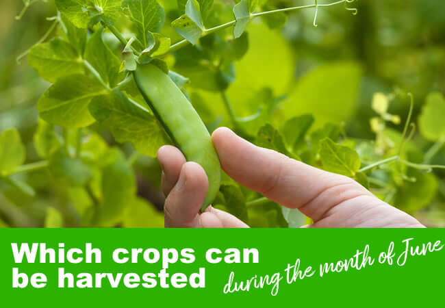 Which Crops Can You Harvest in June?