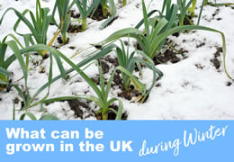 What can be grown in the winter months in the UK