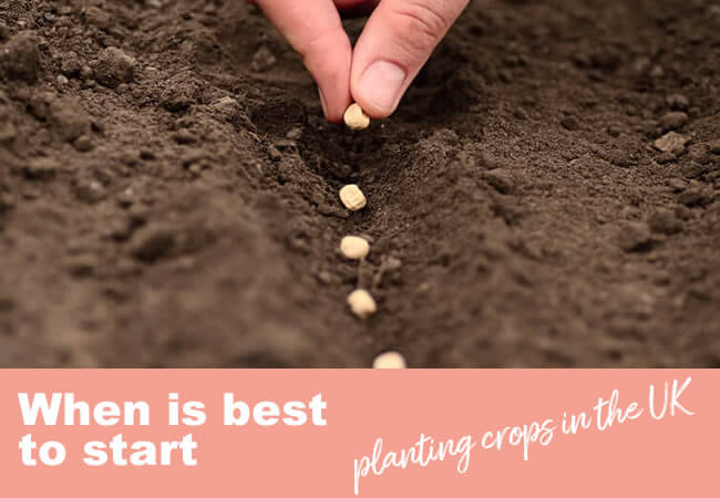 When is best to start planting main crops in the UK?