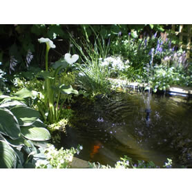 Thumbnail Image of Great Looking Square Pond