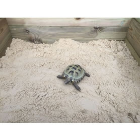 Thumbnail Image of Sandpit with Tortoise